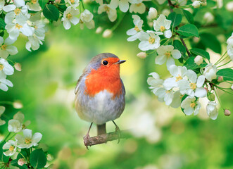 Wall Mural - small bright bird robin sits surrounded by flowering apple branches in a spring may garden