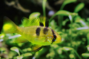 Poster - juvenile freshwater fish, Ramirez's dwarf cichlid in natural design Amano style planted aquarium, easy to keep, hardy popular pet for beginners, free space blurred background