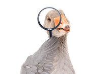 Portrait Of A Funny Goose Looking Through A Magnifying Glass Isolated On A White Background