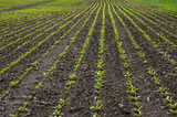 Fototapeta  - close up, young leaves of sugar beet lines on a field in spring