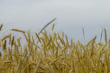  rye in the field against the sky