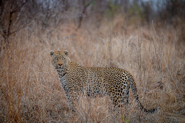 Wall Mural - Male Leopard standing in the tall grass.