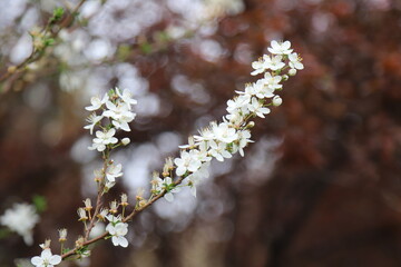 Canvas Print - blooming tree