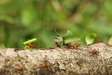 Leaf-Cutter Ant, Atta Sp., Adult Carrying Leaf Segment To Anthill, Costa Rica