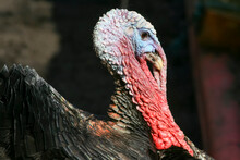 Turkey On The Farm, Breeding Turkeys. Portrait Of A Gray Turkey. A Flock Of Turkeys On A Farm. A Turkey Raised In A Pasture On A Farm.