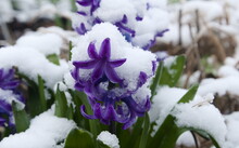 March April Spring Flowers, Hyacinth Covered With Late Snow Or Spring Snow, Common In Europe In April