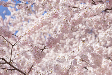 cherry blossom in spring