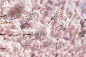 Wall Mural - cherry blossom in spring