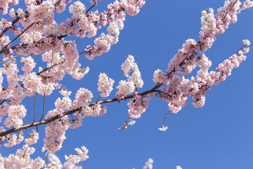 Wall Mural - cherry blossom in spring