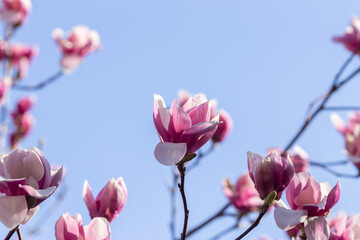 Wall Mural - pink magnolia blossom