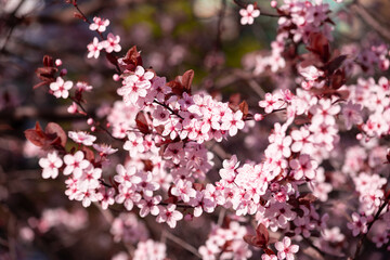 Wall Mural - pink cherry blossom in spring