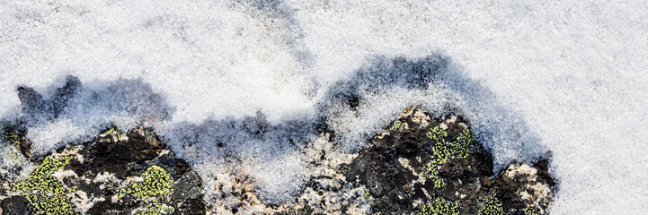 Wall Mural - Lichen stone in the snow. Natural winter background. Closeup top view. The nature of the Arctic. Polar region.