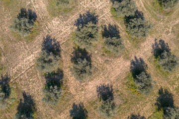 Canvas Print - Aerial view Old Olive grove Spain