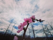 Branch With Beautiful Pink Apricot Flower On Spring Season 