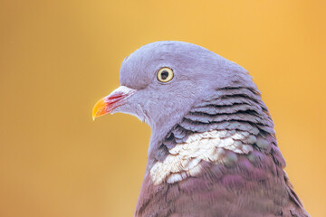 Poster - Headshot Portrait of Wood pigeon bright background