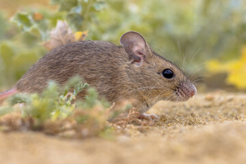 Poster - Wood Mouse in Natural Environment with Plants