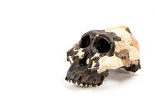 Skull Of Prehistoric Man, Skull Of Hominids Or Australopithecus Isolated On White Background With Space For Text	