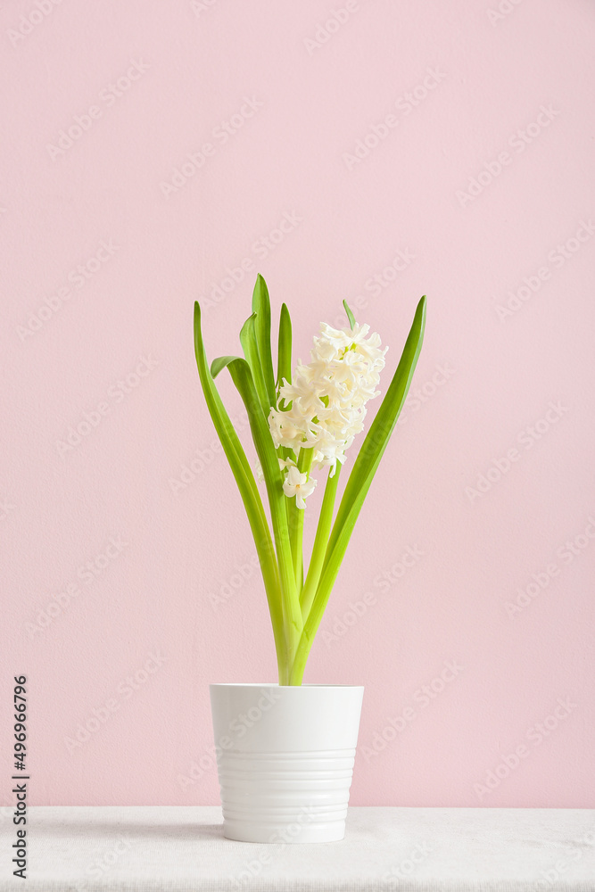 Pot with beautiful hyacinth plant on pink background