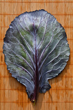Venation Of Asian Purple Cabbage Leaf