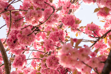 Wall Mural - pink cherry blossoms