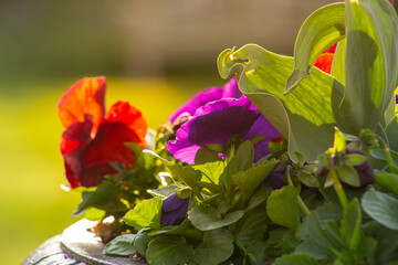 Wall Mural - flowers in garden