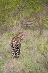 Poster - African Leopard in South Africa