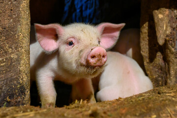 Wall Mural - Young dirt piglet are feeding on farms pig. Pigs portrait