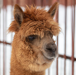 Wall Mural - lama portrait in winter outdoors.