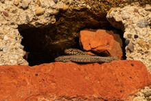 Two Wall Lizards In The Warm Evening Light.