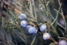 Blue Berries On A Branch