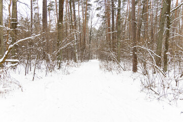 Poster - Snow-covered trees in the forest.