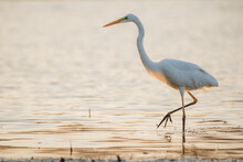 Great Egret - Ardea Alba In The Water At Morning Lights