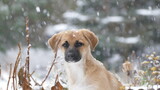 Fototapeta  - Pies na śniegu