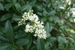 Close shot of panicle of white flowers of wild privet in May
