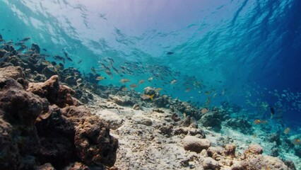 Sticker - School of fish swim underwater over coral reef. Thulusdhoo island in Maldives