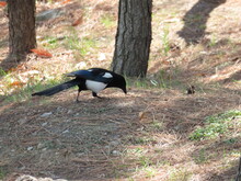 Black White Bird