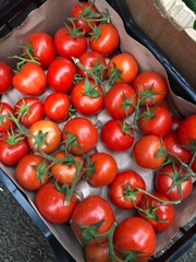 Poster - Ripe tomatoes on a branch