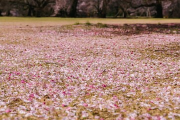 Canvas Print - field of flowers