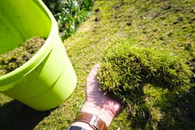 Thick Moss With A Lawn Held In A Gardener's Hand