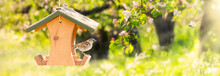 Bird Feeder With Sparrow In Front Of A Blooming Orchard With Butterflies And Beautiful Bokeh