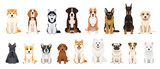 Fototapeta Pokój dzieciecy - Big vector set of different dog breeds
