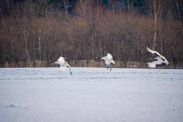 Wall Mural - The red-crowned crane (Grus japonensis)