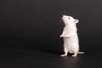 small white curious baby rat