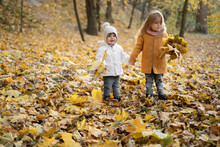 Two Girls Sisters Of Preschool Age Walk On Yellow Maple Fallen Leaves In The Forest. Children On A Walk In The Autumn Park Collect A Bouquet. Enjoying Autumn Cool Weather Outdoors At Sunset.