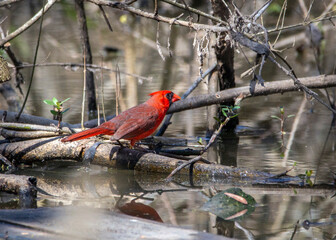 Wall Mural - Northern Cardinal on a branch above the water at Cullinan Park in Sugar Land, Texas!