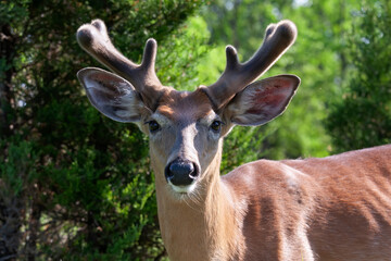 Poster - A handsome white-tailed deer buck with velvet antlers walking through a meadow in the spring in Canada