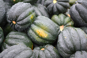 Canvas Print - acorn squashes