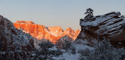 Panoramic view of West Temple mountain in Zion National park Utah with early morning light on it.  Fresh snow covers the red rock and the lone juniper tree on a cliff top in the foreground. 