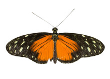 Cut Out Image Of A Longwing Butterfly