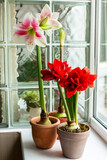 Bright bicolor blooming hippeastrum. Pink-white and red amaryllis in clay pots, macro. Home gardening concept.